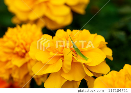 萬壽菊/千手菊/蚱蜢 萬壽菊/千手菊/蚱蜢 117184731