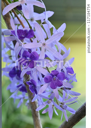 Purple flowers on tree blackground burl Purple flowers on tree blackground burl 117184754