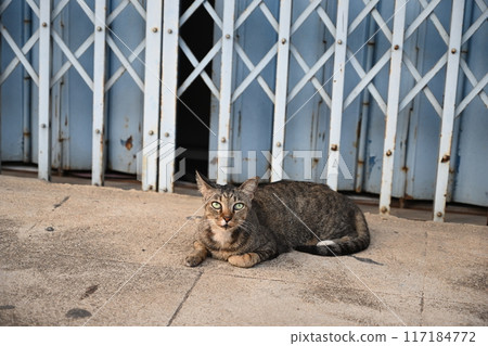 Tabby cat sitting, sleeping 117184772