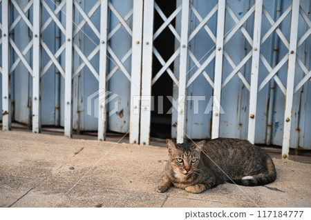 Tabby cat sitting, sleeping Tabby cat sitting, sleeping 117184777