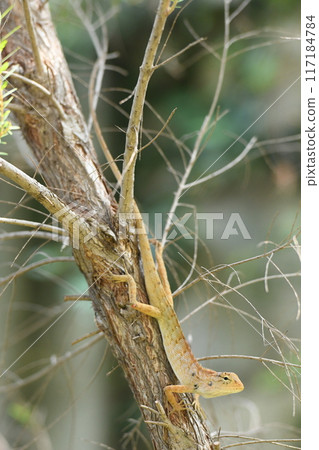Lizard clinging to a tree Lizard clinging to a tree 117184784