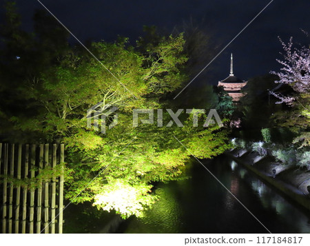 櫻花與五層寶塔的燈光秀 117184817