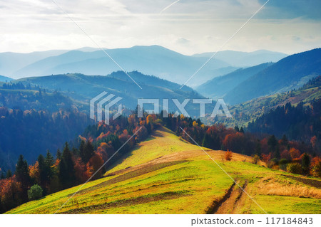great view of ukraine mountain landscape. forested slopes in evening light. deciduous trees in fall foliage. warm autumn afternoon scenery 117184843