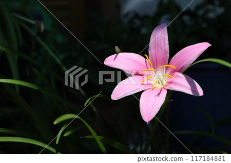 Saffron Moddoki 117184881