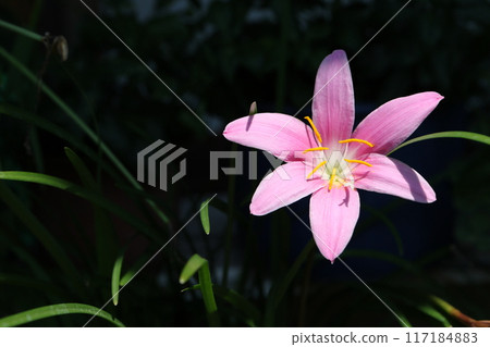 Saffron Moddoki 117184883