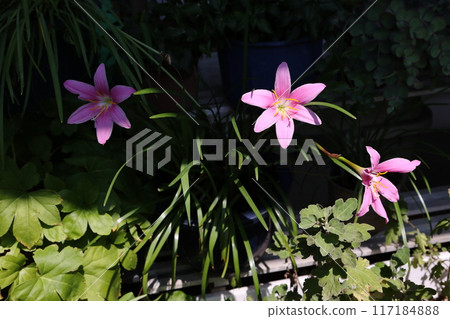 Saffron Moddoki 117184888