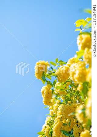 房子周圍的花朵 — 不同的季節 — 一朵整齊的黃色莫科玫瑰花在房子的圍欄上在藍天的映襯下綻放 房子周圍的花朵 — 不同的季節 — 一朵整齊的黃色莫科玫瑰花在房子的圍欄上在藍天的映襯下綻放 117184941