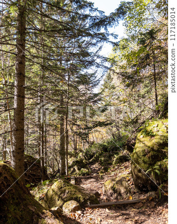 Forest scenery seen from the hiking trail in Sounkyo, Hokkaido 117185014