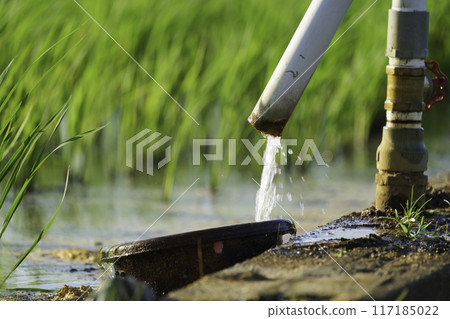 Rice fields and pipes supplying irrigation water, rural area in summer Rice fields and pipes supplying irrigation water, rural area in summer 117185022