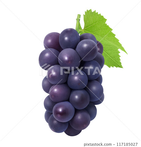 巨峰插畫真實葡萄 117185027