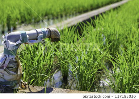 夏季農村稻田和農業用水管道 117185030