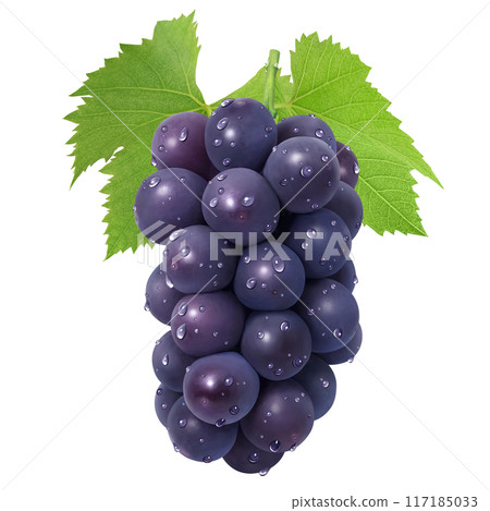 Kyoho illustration realistic grapes 117185033