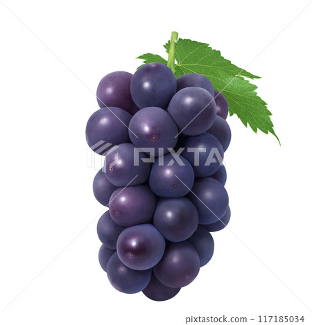 巨峰插畫真實葡萄 117185034