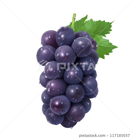 巨峰插畫真實葡萄 117185037