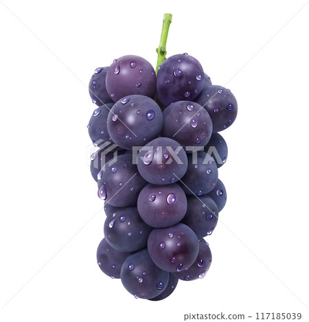 巨峰插畫真實葡萄 巨峰插畫真實葡萄 117185039