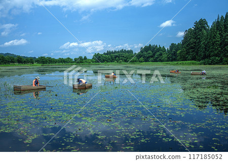 純齋採摘 117185052