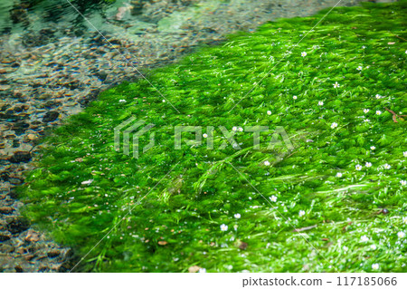 Mei flower algae 117185066