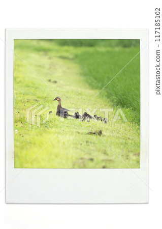 A mother and her ducklings in Polar style 117185102