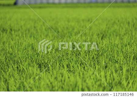 Paddy field after rice planting, summer scenery Paddy field after rice planting, summer scenery 117185146