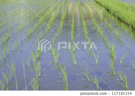 Paddy field after rice planting, summer scenery 117185154