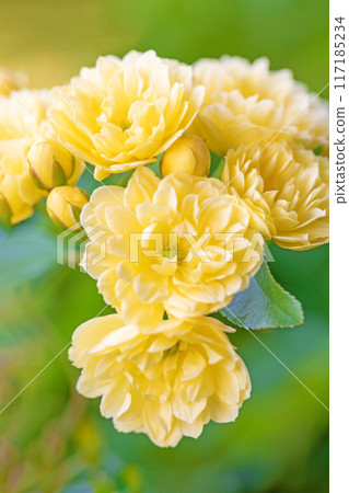 Flowers around the house, various in the four seasons. Beautiful and neat yellow Banks rose flowers have bloomed on the fence of the house. 117185234