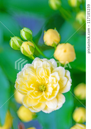 Flowers around the house, various in the four seasons. Beautiful and neat yellow Banks rose flowers have bloomed on the fence of the house. 117185239