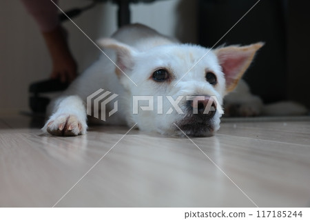 White puppy lying on the living room floor 117185244