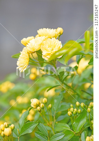 Flowers around the house, various in the four seasons. Beautiful and neat yellow Banks rose flowers have bloomed on the fence of the house. Flowers around the house, various in the four seasons. Beautiful and neat yellow Banks rose flowers have bloomed on the fence of the house. 117185247