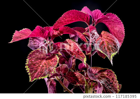 Blooming Coleus Chocolate Covered Cherry on a black background Blooming Coleus Chocolate Covered Cherry on a black background 117185395