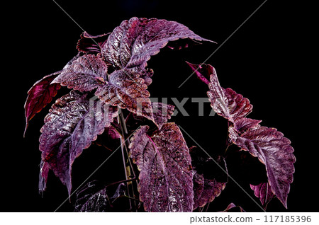 Blooming Coleus Dark Chocolate on a black background 117185396