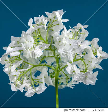 Hydrangea Bush flower on a blue background Hydrangea Bush flower on a blue background 117185400