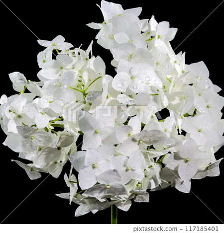 Hydrangea Bush flower on a black background Hydrangea Bush flower on a black background 117185401