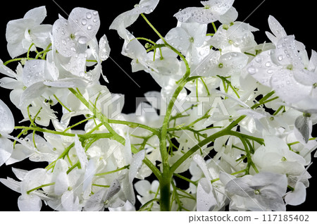 Hydrangea Bush flower on a black background Hydrangea Bush flower on a black background 117185402