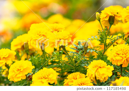 萬壽菊/千手菊的圖像 萬壽菊/千手菊的圖像 117185498