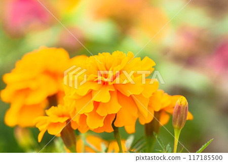 萬壽菊/千手菊的圖像 萬壽菊/千手菊的圖像 117185500