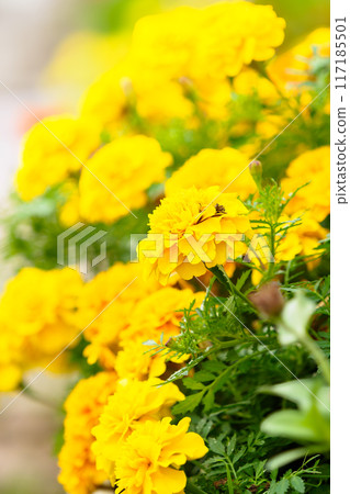 Image of marigold/chrysanthemum 117185501