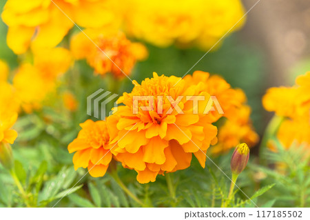 Image of marigold/chrysanthemum 117185502