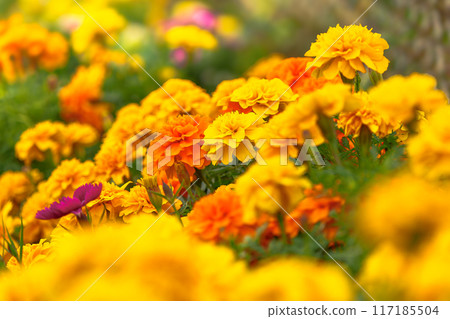 Image of marigold/chrysanthemum 117185504