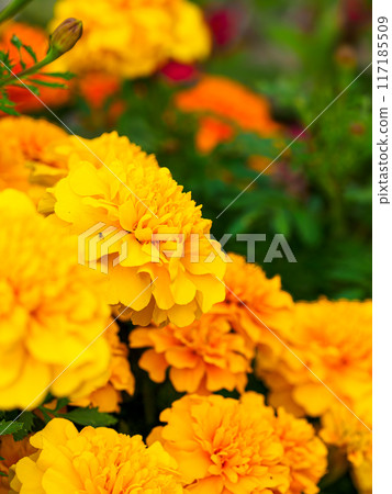 萬壽菊/千手菊的圖像 117185509