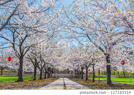 Spring scenery at Meiwa Shrine 117185554