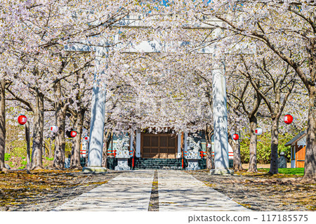 Spring scenery at Meiwa Shrine 117185575