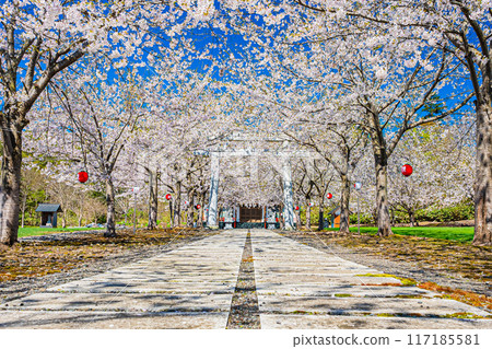 Spring scenery at Meiwa Shrine 117185581