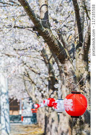 Spring scenery at Meiwa Shrine 117185588