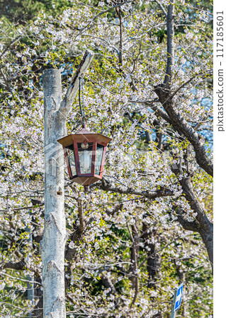 Spring scenery at Meiwa Shrine Spring scenery at Meiwa Shrine 117185601