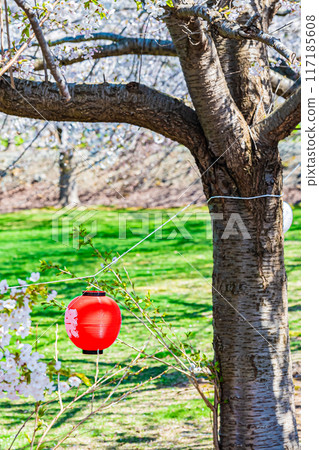 明和神社春天的景色 117185608
