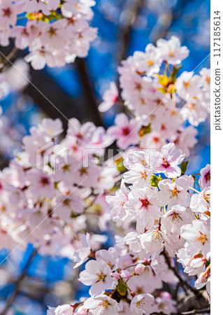 Spring scenery at Meiwa Shrine 117185614