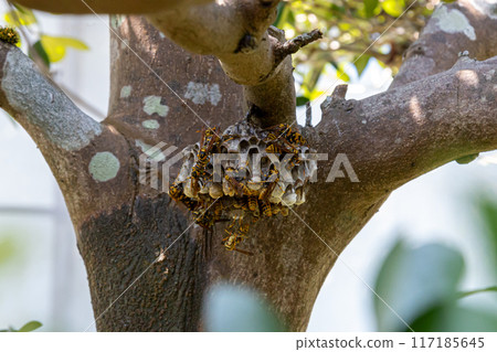 A long-legged wasp building a nest A long-legged wasp building a nest 117185645