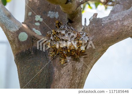 A long-legged wasp building a nest 117185646