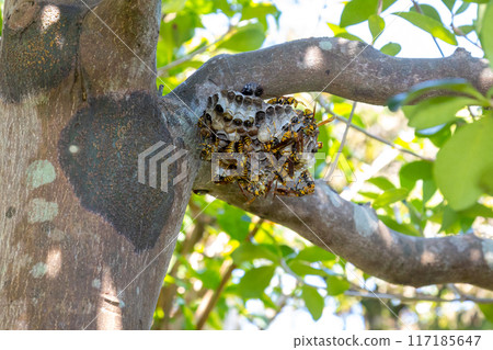 A long-legged wasp building a nest 117185647