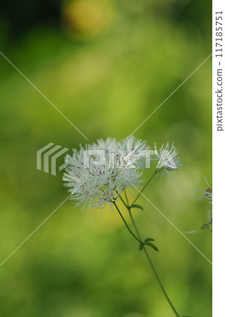 The pretty flowers of the larch 117185751